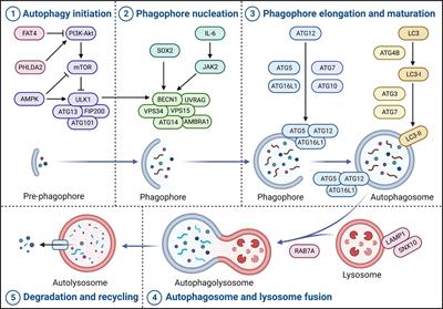 Deconvoluting the complexity of autophagy in colorectal cancer: From crucial pathways to targeted therapies